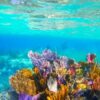 snorkeling puerto vballarta img