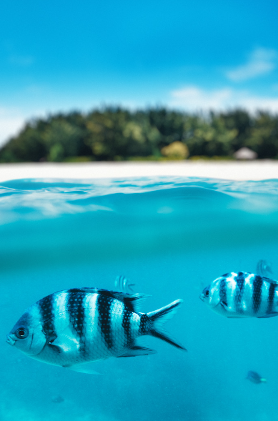 Peces en Zanzibar