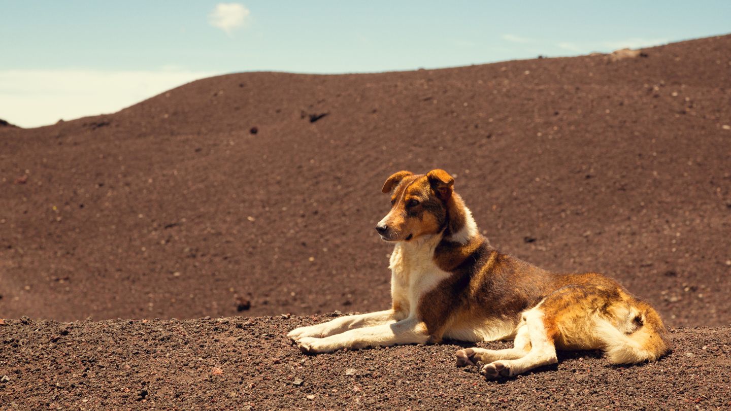 perro cerca de volcan pataya