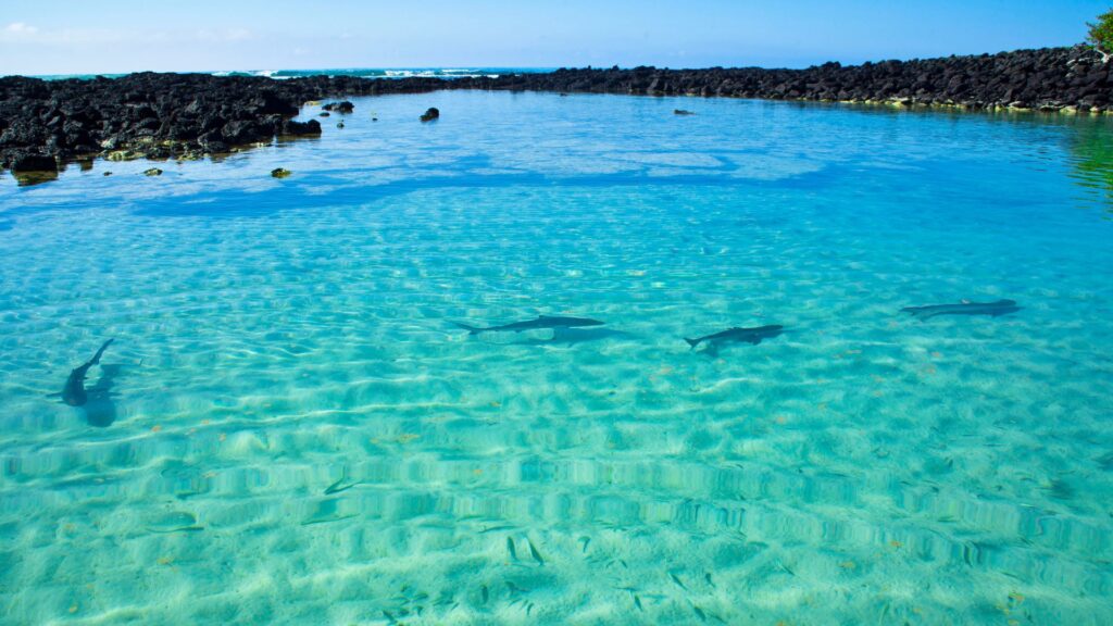 tortuga bay punta cana img