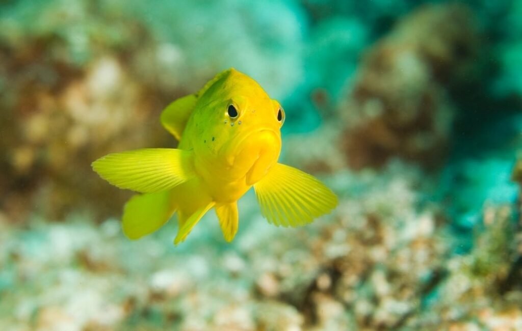 viajes baratos a cozumel img