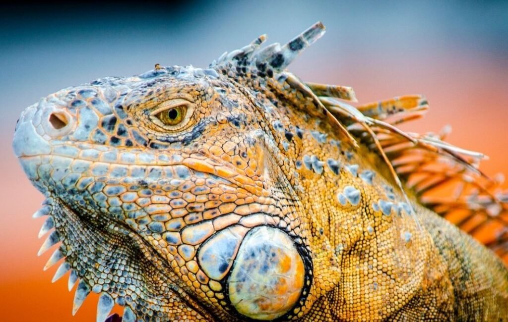 viajes a cozumel img