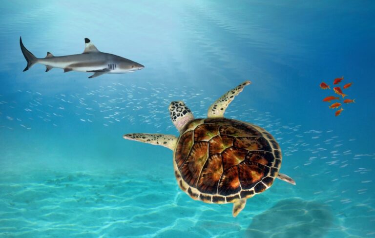 Turtle Farm img