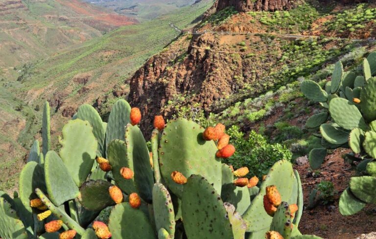 naturaleza img