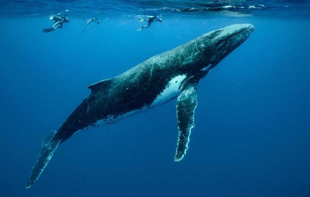 temporada de ballenas en los cabos img