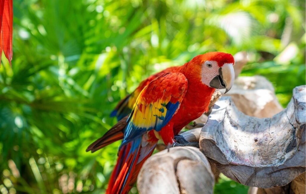 viaje todo incluido riviera maya img