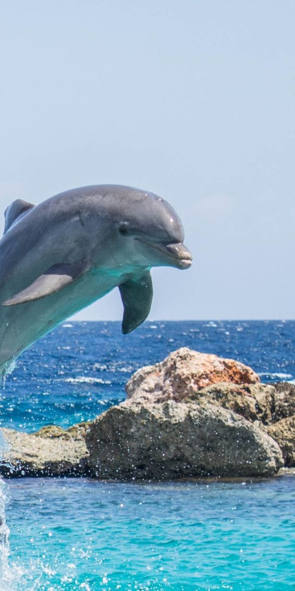 delfines