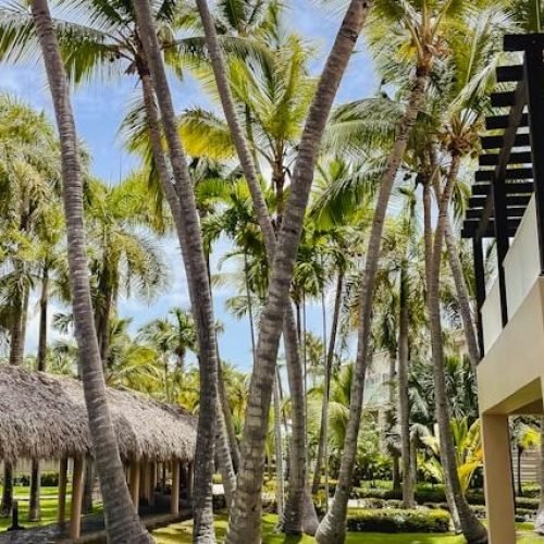 hoteles en punta cana con palmeras